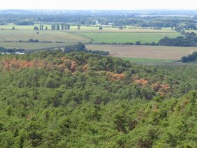 Kiefern in Brandenburg  