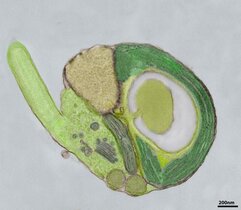 Eine Alge der Gattung Micromonas, für die erstmals Transformations-Protokolle vorgestellt werden. Da die Alge mit dem Chloroplast (hier in Grün) Photosynthese betreibt und sehr häufig im Ozean 