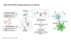 Die Abbildung fasst grafisch zusammen, wie die Autoimmmunreaktion entsteht, die zu Multipler Sklerose führt. 