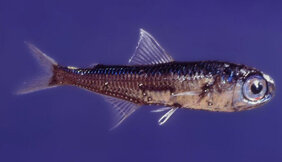 Laternenfisch Myctophum punctatum