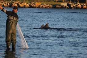 In Südbrasilien lassen Fischer sich den Fang von hilfsbereiten Delphinen ins Netz treiben.  In Südbrasilien lassen Fischer sich den Fang von hilfsbereiten Delphinen ins Netz treiben.