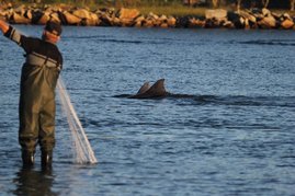 In Südbrasilien lassen Fischer sich den Fang von hilfsbereiten Delphinen ins Netz treiben.