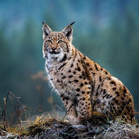 Luchs