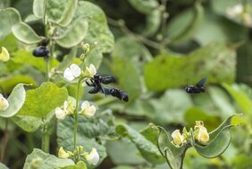 Holzbienen (Xylocopa sp.) an Lablab in Bengaluru 