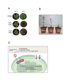 Modellhafte Darstellung des Einflusses der RBL11 Protease auf FAX1 und die dadurch gestörte Lipid-Synthese.