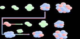 Das Modell zeigt, wie Zell-Zell-Kommunikation in einer wachsenden Population die Differenzierung und ein stabiles Verhältnis versch. Zelltypen auslösen kann
