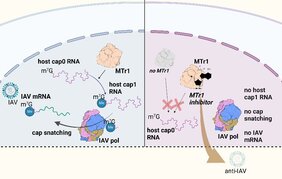 Influenza-Virus-Replikation