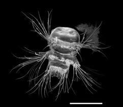 Larve des Meeresringelwurms Platynereis dumerilii, Rasterelektronenmikroskopische Aufnahme