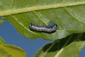 Befall eines Tabakblatts durch die Raupe eines Afrikanischen Baumwollwurm Spodoptera littoralis 