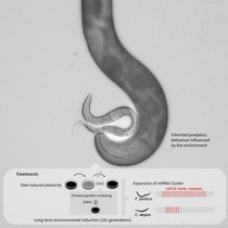 Nematoden
