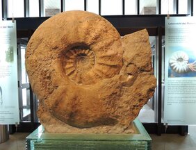 Der größte Ammonit der Welt: Parapuzosia seppenradensis