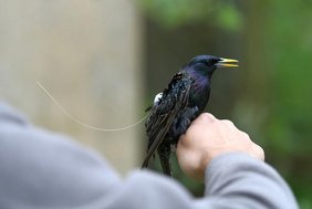 Mit ultraleichtem Sender ausgestatteter Star 