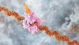 Illustration eines Ribosoms, dass eine Proteinkette synthetisiert. Illustration eines Ribosoms, dass eine Proteinkette synthetisiert.