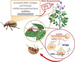 RNA-Interferenz (RNAi)-Technologie als innovative Wirkstoffplattform für einen nachhaltigen Pflanzenschutz