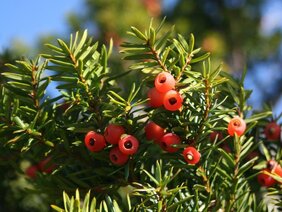 Eibenbaum mit Früchten