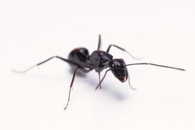 Das Foto zeigt eine Arbeiterin der Art Camponotus japonicus, welche in weiten Teilen Ost-Asiens verbreitet ist.