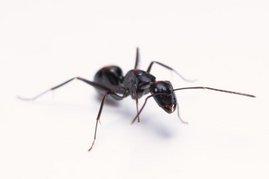 Das Foto zeigt eine Arbeiterin der Art Camponotus japonicus, welche in weiten Teilen Ost-Asiens verbreitet ist.