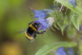 Eine Hummel auf der Suche nach Nektar an einer Blüte.  