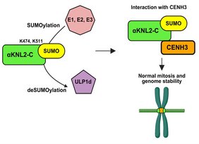 Das schematisches Modell zeigt, dass die reversible SUMOylierung von αKNL2-C für seine ordnungsgemäße Funktion beim Aufbau des Zentromers und bei der normalen Zellteilung erforderlich ist. Das schematisches Modell zeigt, dass die reversible SUMOylierung von αKNL2-C für seine ordnungsgemäße Funktion beim Aufbau des Zentromers und bei der normalen Zellteilung erforderlich ist.