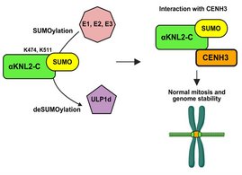 Das schematisches Modell zeigt, dass die reversible SUMOylierung von αKNL2-C für seine ordnungsgemäße Funktion beim Aufbau des Zentromers und bei der normalen Zellteilung erforderlich ist. Das schematisches Modell zeigt, dass die reversible SUMOylierung von αKNL2-C für seine ordnungsgemäße Funktion beim Aufbau des Zentromers und bei der normalen Zellteilung erforderlich ist.