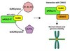 Das schematisches Modell zeigt, dass die reversible SUMOylierung von αKNL2-C für seine ordnungsgemäße Funktion beim Aufbau des Zentromers und bei der normalen Zellteilung erforderlich ist. Das schematisches Modell zeigt, dass die reversible SUMOylierung von αKNL2-C für seine ordnungsgemäße Funktion beim Aufbau des Zentromers und bei der normalen Zellteilung erforderlich ist.