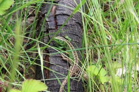 Männchen der Zauneidechse (Lacerta agilis) 