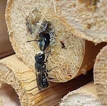 Das Männchen wartet darauf, dass das Weibchen aus dem Nest schlüpft