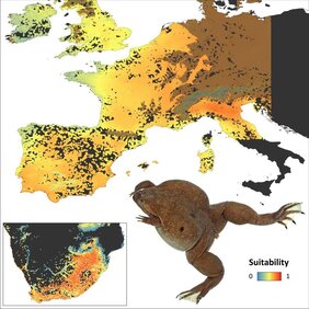 Rund zwei Millionen km2 sind als potenziell mögliches Habitat für den Afrikanischen Krallenfrosch in Europa vorhergesagt