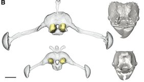 Dreidimensionale Aufnahmen der Gehirne und Kopfe der Wirtsameise A. heyeri (oben) und der sozialparasitären Art P. argentina. 