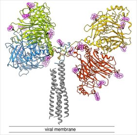 Staupevirus Masern