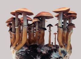 Pilz, Der Kubanische Kahlkopf (Psilocybe cubensis) 