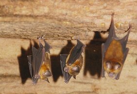 Fledermäuse der Art Hipposideros caffer in einer Höhle in Ghana (Foto: Prof. Marco Tschapka / Uni Ulm)