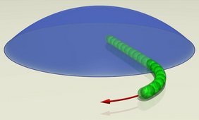 Fadenförmige Cyanobakterien 