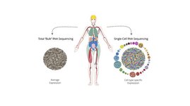 Single cell versus bulk image 