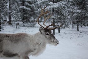 Der Klimawandel könnte auch weit verbreitete Rentiere in Bedrängnis bringen