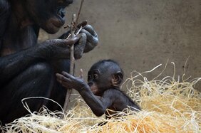 Menschenaffen wie diese Bonobos haben wie die Menschen grosse Hirne und können daher sehr geschickte Fingerfertigkeiten erlernen. 