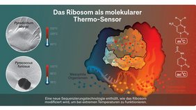 Hyperthermophile Archaeen können ihre Ribosomen - die Proteinfabriken der Zellen - modifizieren, so dass sie auch bei extremen Temperaturen funktionieren Grafik: Hyperthermophile Archaeen können ihre Ribosomen - die Proteinfabriken der Zellen - modifizieren, so dass sie auch bei extremen Temperaturen funktionieren