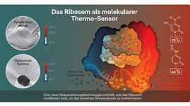 Grafik: Hyperthermophile Archaeen können ihre Ribosomen - die Proteinfabriken der Zellen - modifizieren, so dass sie auch bei extremen Temperaturen funktionieren 