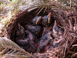 Vögel in einem Nest