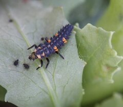 Marienkäfer-Larve mit Blattläusen
