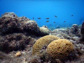 Algen dominiertes Korallenriff 
