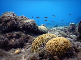 Algen dominiertes Korallenriff 
