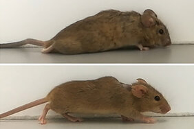 Zwei bis drei Wochen nach der Behandlung begannen die zuvor gelähmten Mäuse zu laufen.