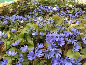 Leberblümchen (Hepatica nobilis)