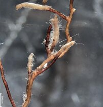 Pilzfäden, die die Wurzeln einer Buche umhüllen 