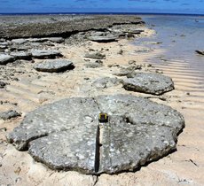 Fossile Mikroatolle des Arno Atolls, Marshallinseln, Westpazifik. Fossile Mikroatolle des Arno Atolls, Marshallinseln, Westpazifik.