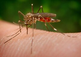 Die Asiatische Buschmücke Aedes japonicus japonicus ist inzwischen in Deutschland weit verbreitet. Bei einem Stich können Krankheitserreger übertragen werden. 