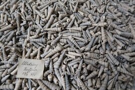 Lade mit hunderten Schalen von Turmschnecken aus Ottakring im Naturhistorischen Museum Wien