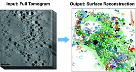 Quantitative Analyse von zellulären Organellen