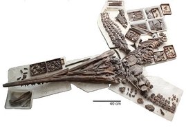 Fossil Temnodontosaurus cf. trigonodon (UMO BT 011237.00), in Ansicht von unten, mit Schä-del- und Rumpfplatte, einschließlich aller isolierten Knochen und Zähne, die aus dem umgebenden Sediment geborgen wurden. 